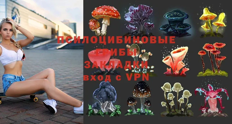 Галлюциногенные грибы Psilocybe  наркошоп  Игарка 